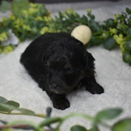 Tri Phantom Female - Black tri-color female Aussiedoodle puppy in Angola, Indiana from Classic City Doodles