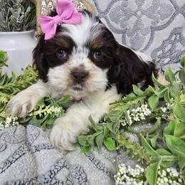 Piper - Liver and white female Shih Tzu puppy in Hartville, Missouri from Petty Paws