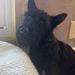 Stella - Scottish Terrier