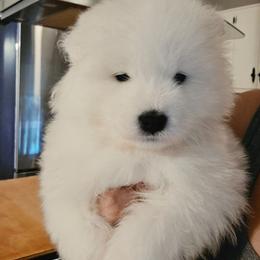 BLUE - White male Samoyed puppy in San Antonio, Texas from Hill Country Samoyeds