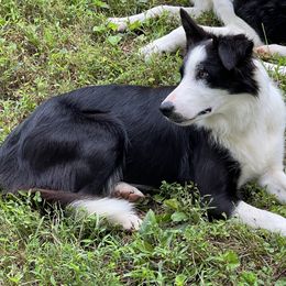 Hailey - Border Collie