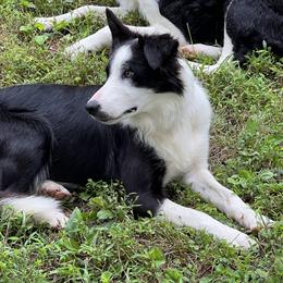Hailey - Border Collie