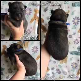Earl - Agouti and white male Siberian Husky puppy in Bloomfield, Indiana from Paiges lil huskies
