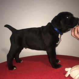 Cane Corso Puppies from Palazzo Cane Corso