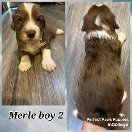 Boy 2 - Brown merle male Aussiedoodle puppy in Hillsboro, Illinois from Perfect Paws Puppies