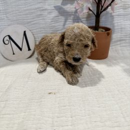 Poodle Puppies from Moore Poodles