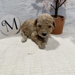 Poodle Puppies from Moore Poodles