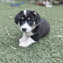 Zoey - Black and white female Cardigan Welsh Corgi puppy in Wekiwa Springs, Florida from It is Corgiland