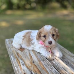 Meet Rain :) - Red female Cavapoo puppy in Centerville, Iowa from Barnyard Dachshunds, Dals & Doodles