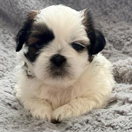 Romeo - Tricolor male Shih Tzu puppy in Northridge, California from Our ShihTzu Family