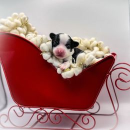 Squid - Black and white female Chinese Crested puppy in New Smyrna Beach, Florida from FronkLinn Kennel