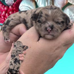 Boy 1 - Merle male Shihpoo puppy in Coshocton, Ohio from Forever Family Puppies
