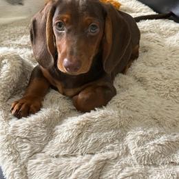 Jonah - Chocolate male Dachshund puppy in Watertown, Massachusetts from Jae’s Puppy House