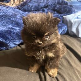 Kit - Black female Pomeranian puppy in Denver, Colorado from Tiny Tornado Poms
