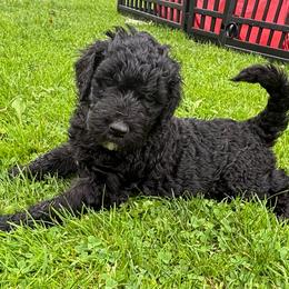 Red boy - Black male Goldendoodle puppy in Strattanville, Pennsylvania from Goldhaly Peach Doodles
