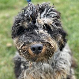 Bud - Springerdoodle