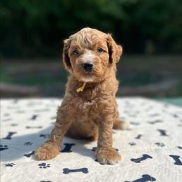 Legolas - Red  male Goldendoodle puppy in Pittsburg, Texas from Grace Springs Goldendoodles