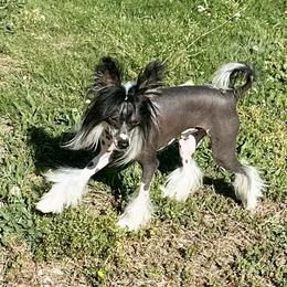 Fleck - Chinese Crested