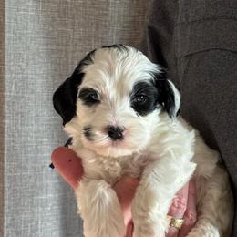 Sweetie - Black and chalk female Australian Labradoodle puppy in Austin, Texas from AussieTex Labradoodles
