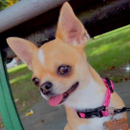 Sushi - Chihuahua