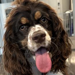 Cavalier King Charles Spaniels, Cocker Spaniels, and Companion Crosses from Cavi Cutie Collective