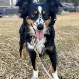 Sally Ann - Australian Shepherd