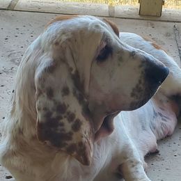 waffle - Basset Hound