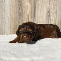 August (choc sable) - Sable male Bernedoodle puppy in Wamego, Kansas from Doodles of Oz
