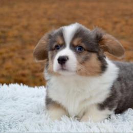 American Corgi and Pembroke Welsh Corgi Puppies from Flying K Corgis