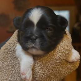 Girl 2 - Black and white female Shih Tzu puppy in Nekoosa, Wisconsin from Brox Acres House of Fur LLC