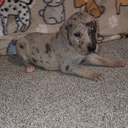 Porsche - Merle female Great Dane puppy in Walker, Louisiana from La Rebel Danes