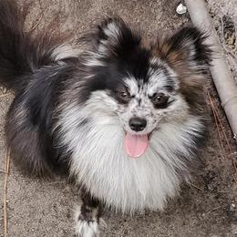 Pomeranians from Pompadorable Poms