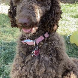 Poodles from House of Doodles