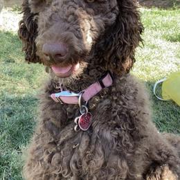 Poodles from House of Doodles