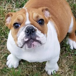 Bulldogs from Bull Mountain Bulldogs