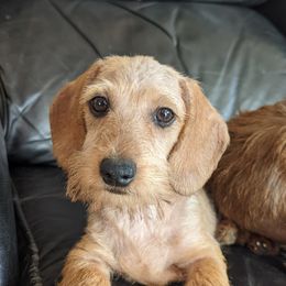 Dachshund All Grown Up from MoonLight Dachshunds