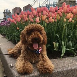 Bernedoodle and Goldendoodle Puppies from Doodles by Darren
