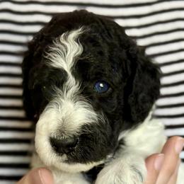 Kawasaki 'Kawa' - Parti male Goldendoodle puppy in Dayton, Ohio from Perks Court Doodles