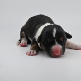 Ember - Black and white female Cardigan Welsh Corgi puppy in Bland, Missouri from Shadey Lane Corgis