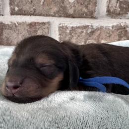 Boy 1 - Cream male Dachshund puppy in Pulaski, Tennessee from Billboard Doxies