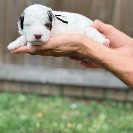 Travel - Black - Merle male Bernedoodle puppy in Charleston, South Carolina from Palm Belle Doodles