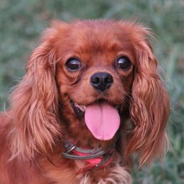 Goldie - Cavalier King Charles Spaniel