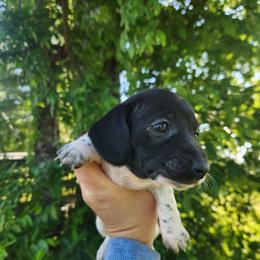 Penny - Piebald female Dachshund puppy in Cedarcreek, Missouri from Cedarcreek Dachshunds