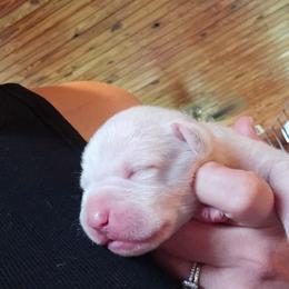 Nash - White male American Bulldog puppy in Abita Springs, Louisiana from Slumski's Bulldogs