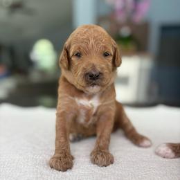 Solstice - Red  female Goldendoodle puppy in Brooksville, Florida from Abby’s Standard Goldendoodles