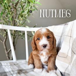 Nutmeg - Red female Bernedoodle puppy in South Jordan, Utah from Wonderful World Doodles