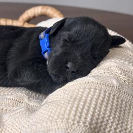 Black Female - Blue Collar - Black female Giant Schnauzer puppy in St George, Utah from Schnauzer Ranch