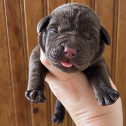 Rubble - Chocolate male Labrador Retriever puppy in Tomahawk, Wisconsin from Mahner Labs