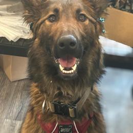 Luna - Gold brindle female Dutch Shepherd puppy in Sierra Vista, Arizona from KnightWatch K-9