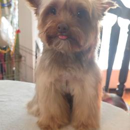 Yorkshire Terrier puppies from Scott And Tammy's Lil Yorkies